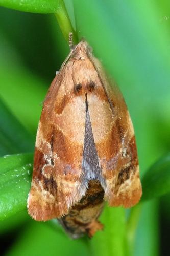 Réf. 305 652 : Ditula angustiorana
